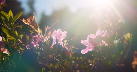 Sunbeam shining through tree sunny ray lens flare beautiful 스톡 동영상 261788653