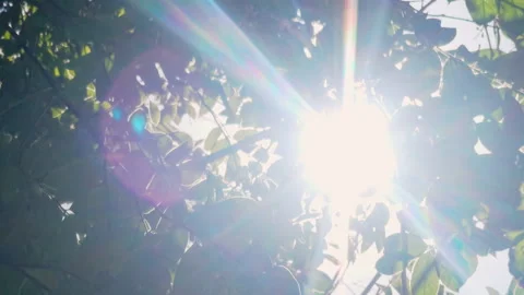 Sunbeam shining through tree sunny ray lens flare beautiful sunlight Stockbeeldmateriaal 265203248