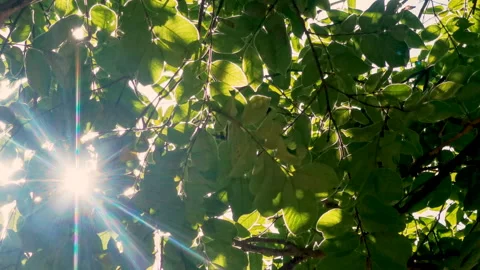 Sunbeam shining through tree sunny ray lens flare beautiful sunlight Stockbeeldmateriaal 265203293