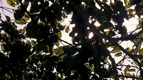 Sunbeam shining through tree sunny ray lens flare beautiful sunlight Stock Footage 265204259