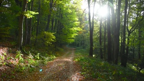 Sunbeam showing in forest above footpath covered in autumn leaves. Scenic view g Stock Footage 345741588