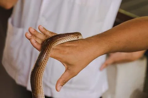 Sunbeam snake on the hands of men.Is a non-venomous snake The body is black t Stock Photos