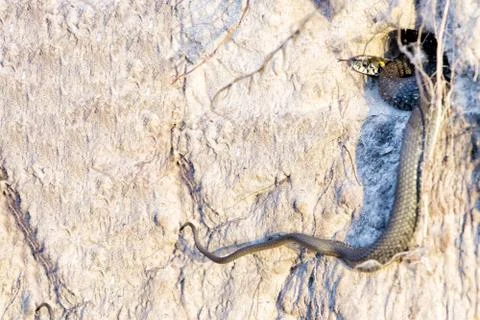 Sunbeam snake hide it's self in the hole . Space for text Stock Photos