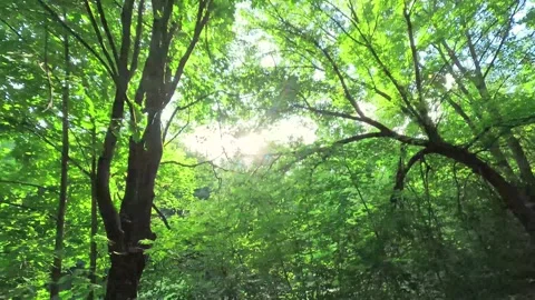 Sunbeam streaming through dense green forest canopy creating magical atmosphere Stock Footage 314291020