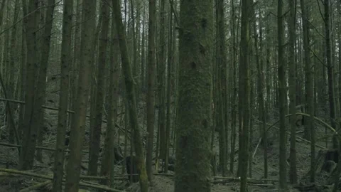Sunbeam Striking Tree Trunk in Dark Coniferous Forest on Vancouver Island Stock Footage 341435570