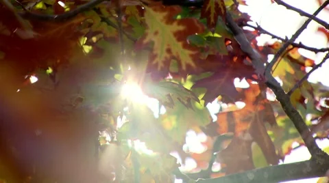 A sunbeam through autumn leafs. 動画素材 8769272