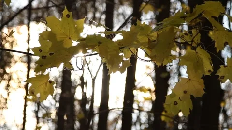 Sunbeam through beautiful yellow fall foliage swaying - HD 1920X1080 Stock Footage 886249