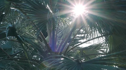 Sunbeam through the branches of a palm tree, lens flare Stock Footage 89585859