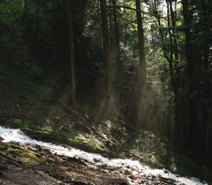 Sunbeam through forest illuminating river while sunset Foto stock