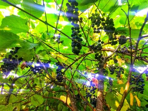 Sunbeam through grapevine Stock Photos