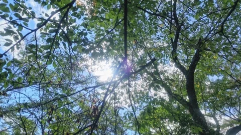 Sunbeam through Green Leaves and Blue Sky Stock Footage 346255256
