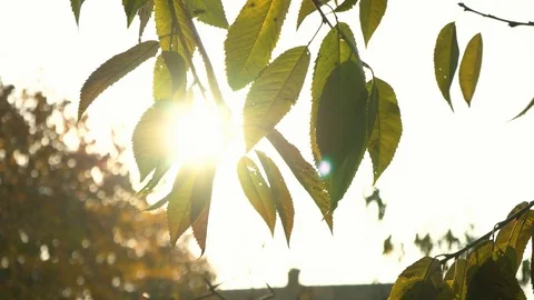 Sunbeam through the green leaves of a tree. Leaves flutter in the wind. Video stock 121124632
