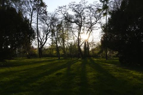 Sunbeam Through Silhouetted Tree Branches Casting Long Shadows on Lush Gree.. Stock Photos