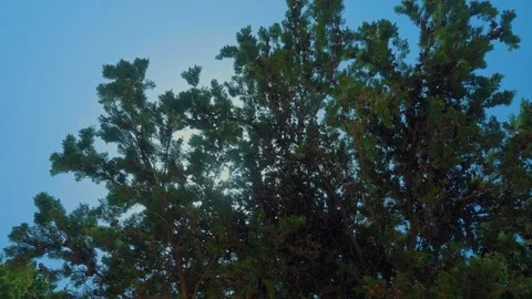 Sunbeam through tree branches on the beach Stock-Footage 84766072