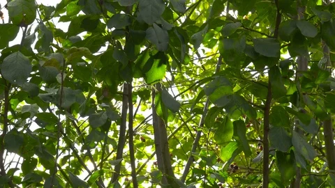 Sunbeam through tree branches Video stock 80554215