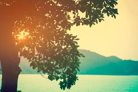 Sunbeam through tree, summer nature background.  Warm tone and vintage style. Stock Photos