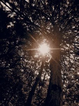 Sunbeam through the Trees 库存照片