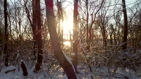 Sunbeam through winter forest, magic snowy trees in Squantum, Stock Footage 171810875