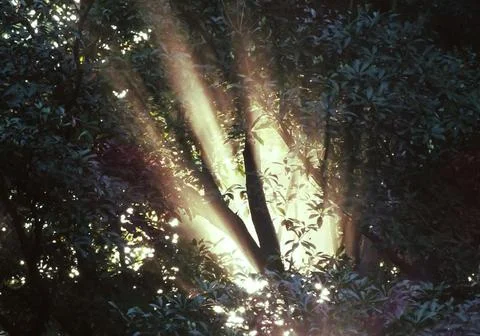 Sunbeam trough lush leaf tree Stock Photos