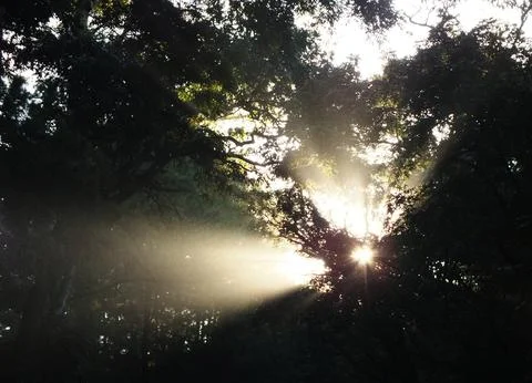 Sunbeam trough lush leaf tree Stock Photos