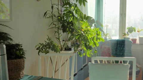 Sunbeam From Window Shining on Green Plants in Modern Apartment Vídeos de archivo 225734868