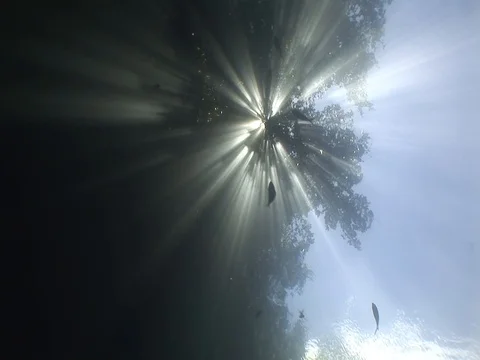 Sunbeams above Stock Footage 98503230