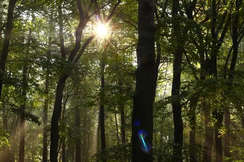 Sunbeams after rainfall in October in a beech forest Stock Photos