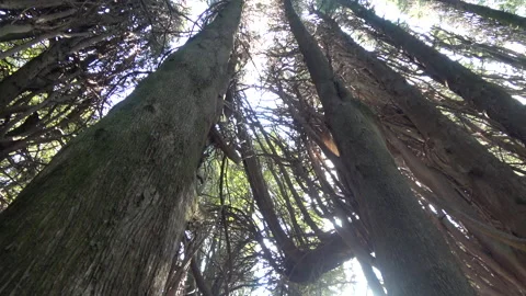 Sunbeams among the cypress trees Stock Footage 150189035