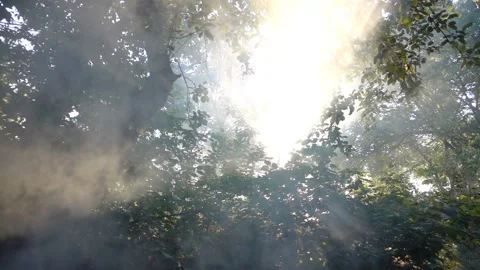 Sunbeams among trees in slow motion Stock Footage 152466924