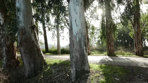Sunbeams Among Trunks in the Summer Evening. 4k Stock Footage 61280528
