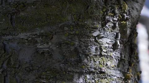 Sunbeams on ancient tree bark. 库存影片 225889130