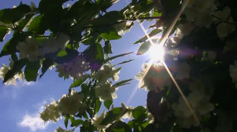 Sunbeams and jasmine flowers Stock Footage 24742691