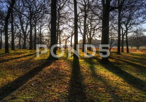 Sunbeams and long shadows in Autumn forest Stock Photos