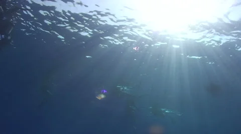 Sunbeams and ocean surface divers Stock Footage 2429972