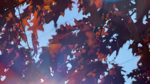 Sunbeams On Autumn Leaves On Tree Stock Footage 220656543