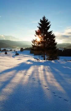 Sunbeams behind spruce tree in winter Alps Stock Photos