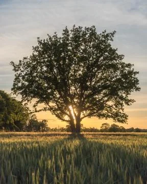 Sunbeams behind a tree and shadows on a field Stock Photos