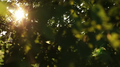 Sunbeams between the branches Stock Footage 132430985