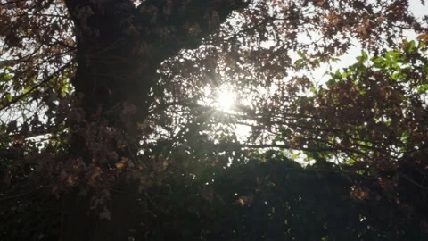 Sunbeams between leaves of a tree filmed from a moving car Stock Footage 201202453