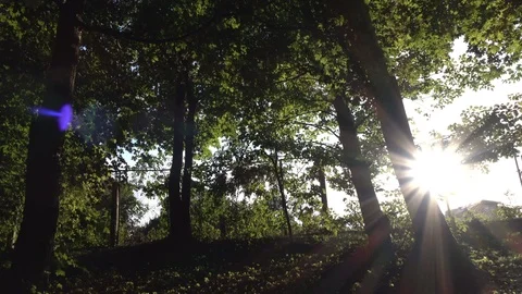Sunbeams between trees in the park Stock Footage 118366389