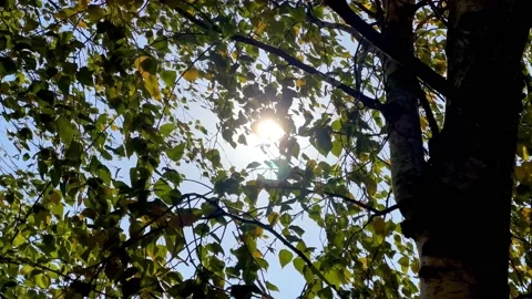 Sunbeams On Birch Leaves Stock Footage 219327748