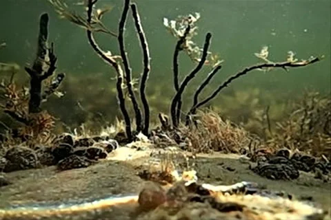 Sunbeams on black seabeds Stock Footage 100393617