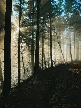 Sunbeams break through the dense coniferous forest Stock Photos