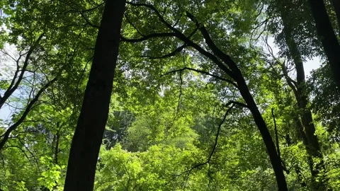 Sunbeams break through dense green tree canopy casting dynamic leaf shadows.. Stock Footage 342540339