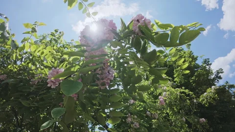 Sunbeams break through dense vegetation of blooming Pink Acacia or Clammy Stock Footage 314625435