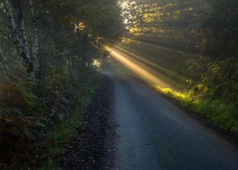 Sunbeams break through the foliage of trees Stock Photos