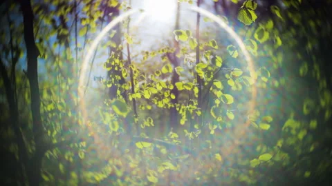 Sunbeams break through green forest leaves in summer.  Video stock 337125769