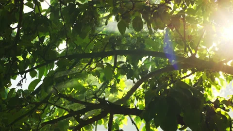 Sunbeams break through trees in forest with smoke or morning mist at sunrise or Stock Footage 197440751