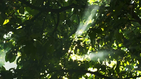 Sunbeams break through trees in forest with smoke or morning mist at sunrise or Stock Footage 197656747