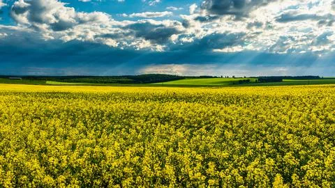 Sunbeams breaking through the clouds in a rapeseed field. Stock Photos